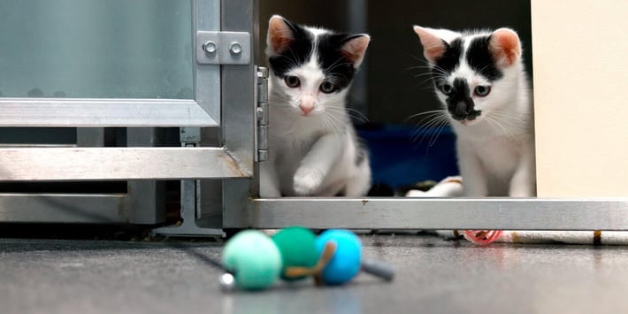 Mural Spotlight: Rancho Coastal Humane Society is helping lost pets find new homes
